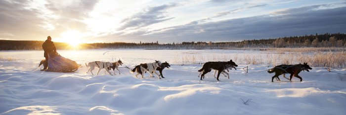 Winterlandschaft und Wintersonne mit Hundeschlitten