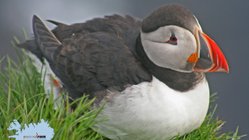 Látrabjarg - Westfjorde
