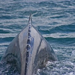 Hauganes - Nord-Island