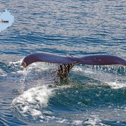 Whale Watching Akureyri