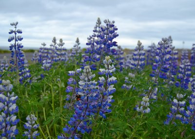 Lupine - Island