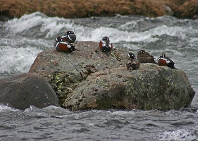 Kragenenten - West-Island