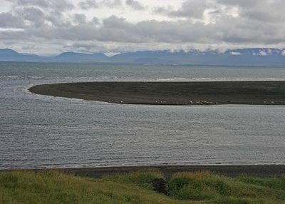 Seehunde - Nordwest-Island