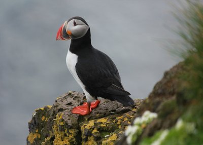 Látrabjarg - Westfjorde