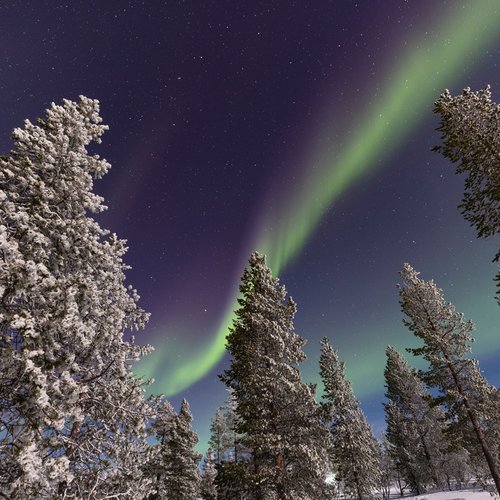 Nordlicht über verschneiten Tannenspitzen in Norwegen