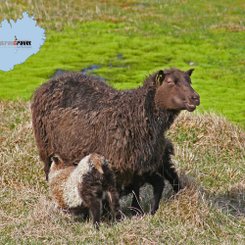 Islandschafe - Westfjorde