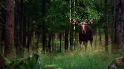 Ein Elch steht in einem dunkelgrünen Wald