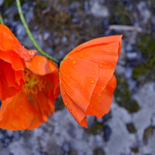 Arktischer Mohn - Westfjorde