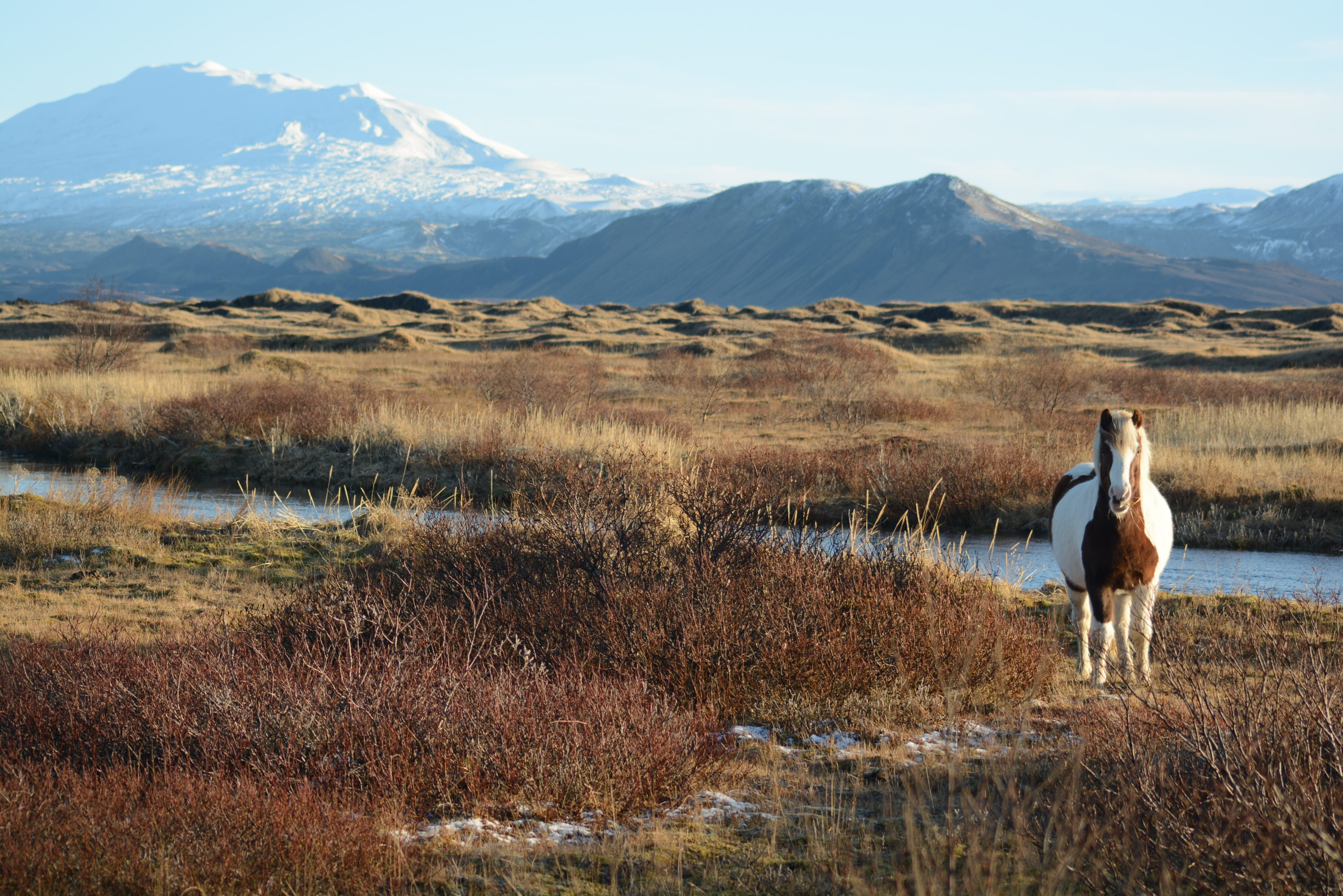 Islandpferd vor dem Vulkan Hekla
