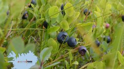 Sauratindar - Westfjorde