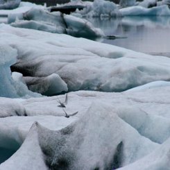 Jökulsárlón - Südost-Island
