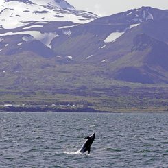 Delfin - Olafsvik - Snaefellsnes