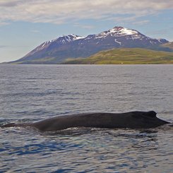 Dalvík - Nord-Island