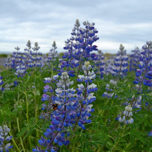 Lupine - Island