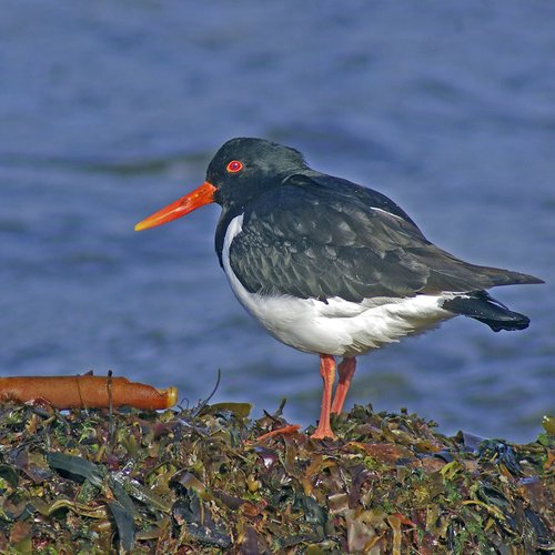 Austernfischer - Island