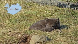 Polarfuchs - West-Island Polarfuchs - West-Island