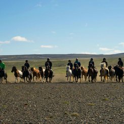 Reiten mit Herde