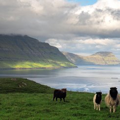 Schafe - Färöer-Inseln