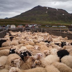 Jährlich finden im Herbst überall die berühmten Schafabtriebe statt