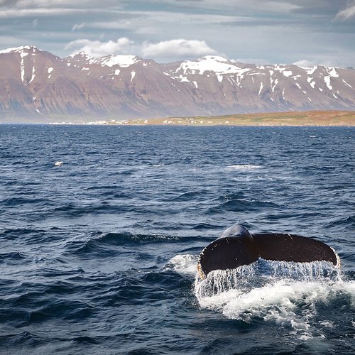 Whale Watching - Nord-Island