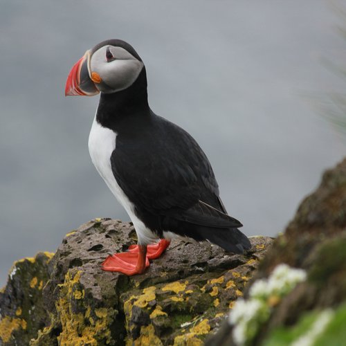 Látrabjarg - Westfjorde