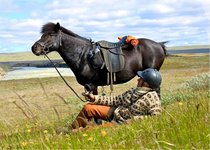 Islandpferd mit Reiter