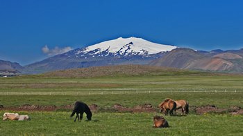 Reitreisen nach Island mit Naturkulisse - Islandpferde auf grüner Wiese vor schneebedecktem Vulkanberg