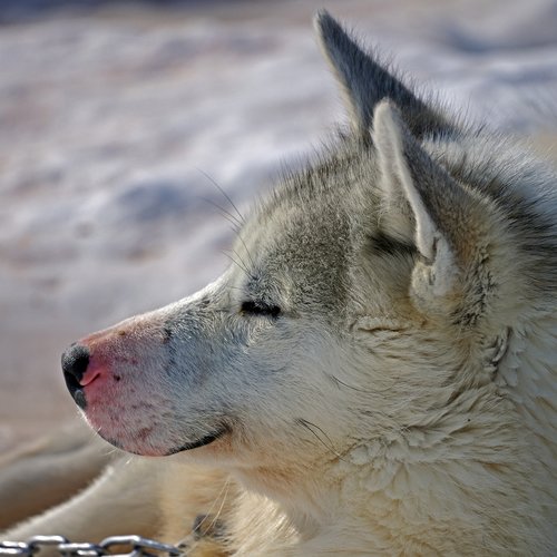 Schlittenhund - West-Grönland
