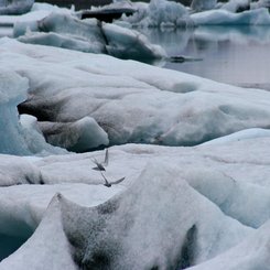 Jökulsárlón - Südost-Island