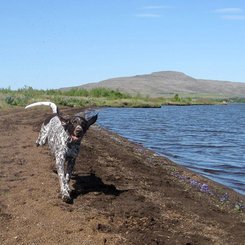 Hund in Island