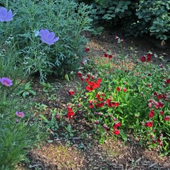 Botanischer Garten - Akureyri