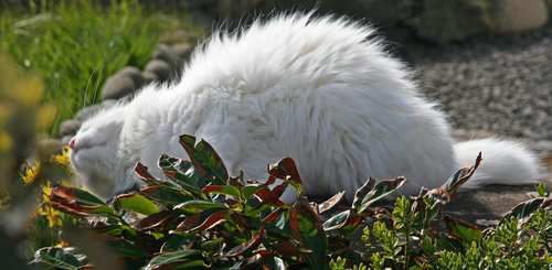 Katze - Tórshavn