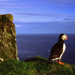 Látrabjarg - Westfjorde