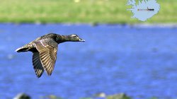 Ente - Island Ente - Island