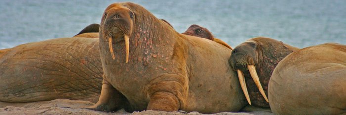 Schwergewichte vieler Spitzbergen Reisen - Walrosse auf der Insel Moffen