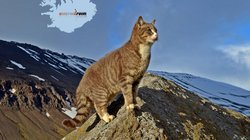 Kísa - Westfjorde Kísa - Westfjorde