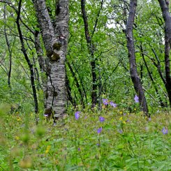 Birkenwald - Þórsmörk