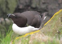 Látrabjarg - Westfjorde