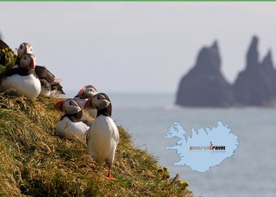 Papageientaucher - Süd-Island Papageientaucher - Süd-Island