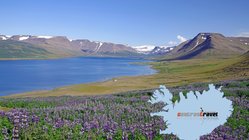 Þingeyri - Westfjorde