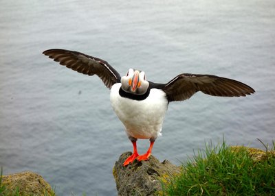 Puffin - Süd-Island