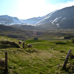 Bjarnadal - Westfjords