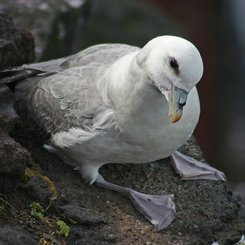 Eissturmvogel - Nordost-Island