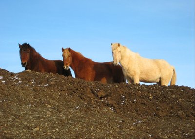 Brekkulækur - Nordwest-Island