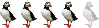 4 Lundis - eher schwer contrastravel Anforderungsprofil - 4 Papageitaucher - eher schwer