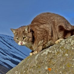 Farmkatze - Westfjorde