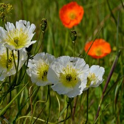 Islandmohn - Westfjorde