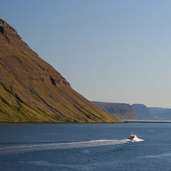 Hornstrandir - Westfjorde