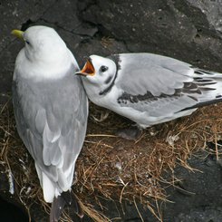 Dreizehenmöwe - Westfjorde