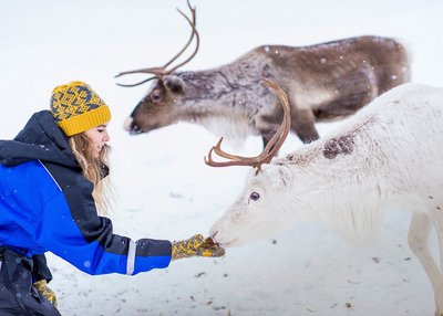 Rentiere - Nordnorwegen